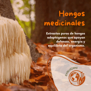 Hongos Medicinales (Micoterapia)
