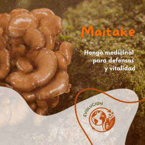 Extracto de Maitake 250 ml – Hongo medicinal para defensas y energía