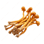 cordyceps