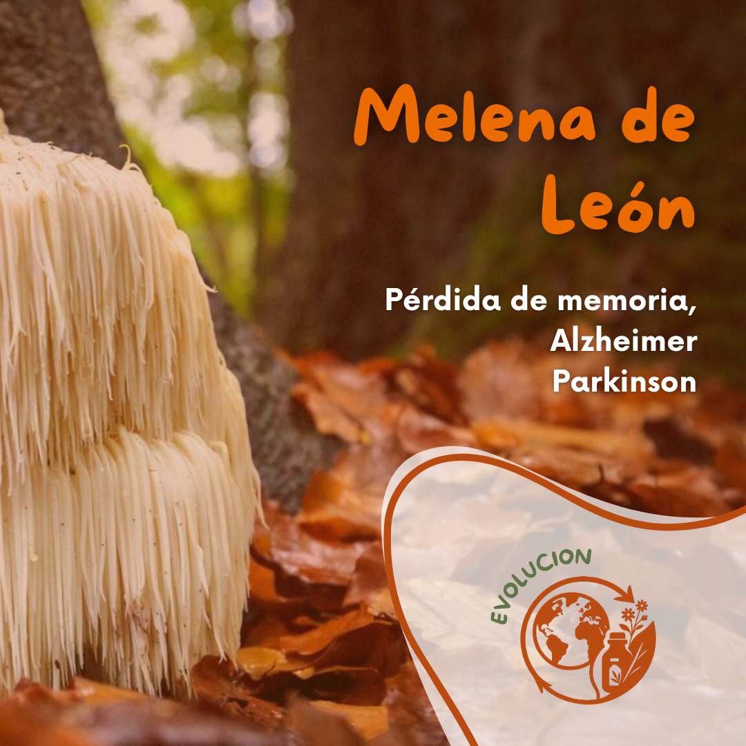 Polvo de Melena de León 80 gr