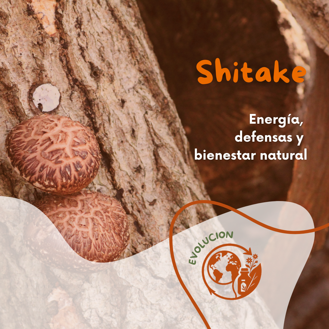 Extracto de Shiitake 250 ml – Hongo medicinal para defensas y energía